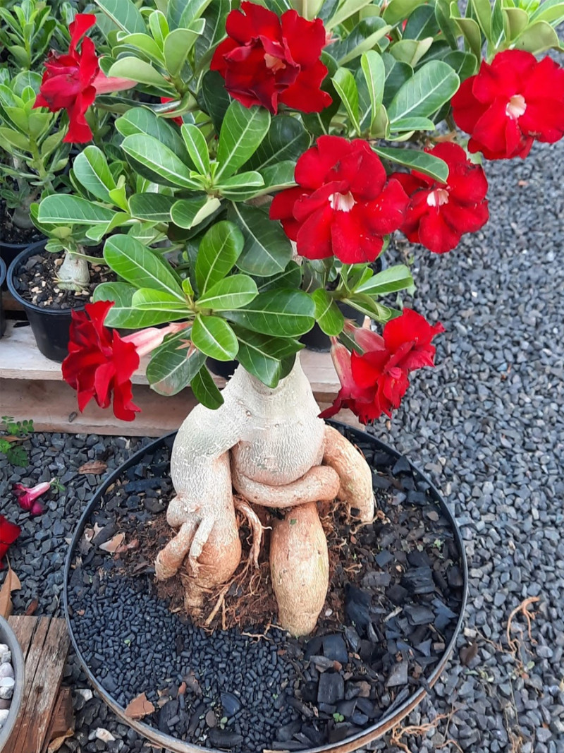 Substrato para cactos, suculentas e rosas do deserto