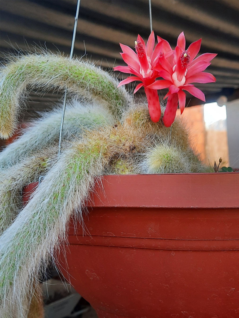 Substrato para cactos, suculentas e rosas do deserto
